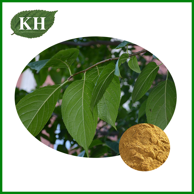 Eucommia Ulmoides Extract